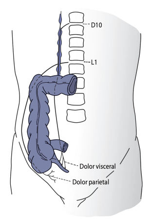 Relaciones segmento metaméricas del colon ascendente de utilidad en la terapéutica biorreguladora mediante la SMBT