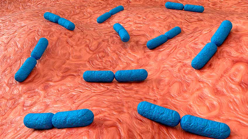 la-disbiosis-causas Microbiota | HitLive