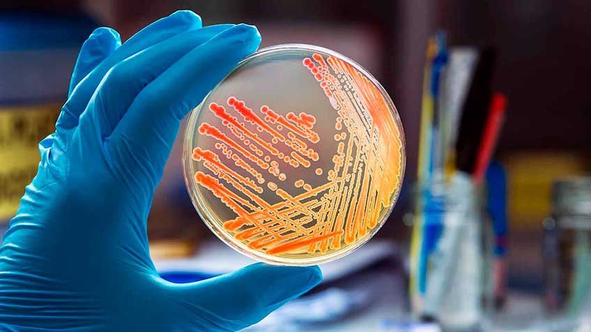 microbiota-introduccion Semana de Actualización POMB | HitLive